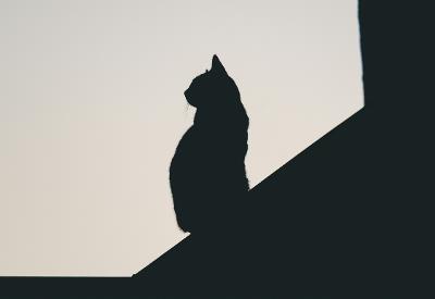 猫咪体检报告完全解读指南
